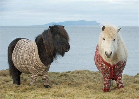 Two Shetland ponies called Fivla of Finnister (white pony) and ...