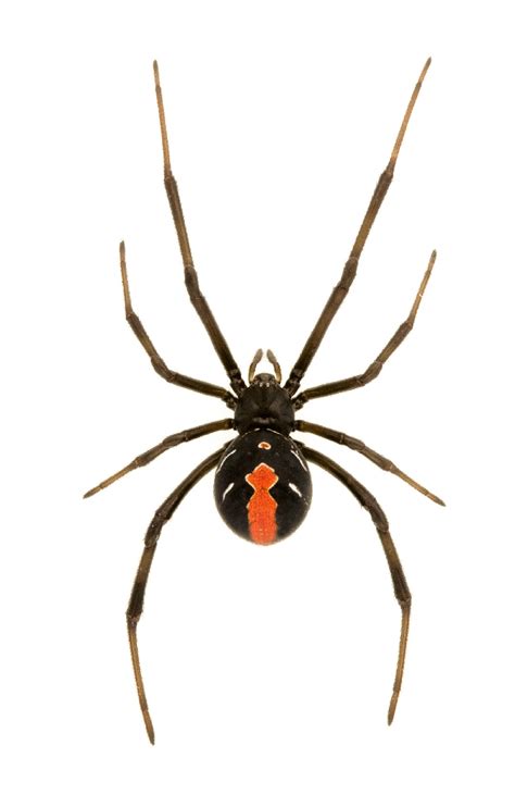 Redback Spider Bite Symptoms - Infoupdate.org