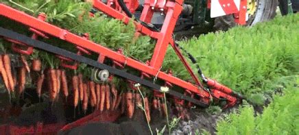 Carrot Satisfying GIF - Find & Share on GIPHY