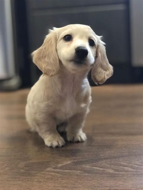 English Cream Dachshund puppy