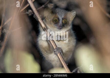 Golden-brown Mouse Lemur (Microcebus ravelobensis) adult on branch at night, Endangered species ...