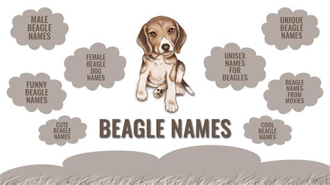 Beagle Names - 170 Cute And Unique Names For Your Beagle Puppy - Petmoo