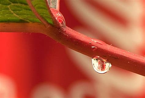 Macro Water Drop Photography- How to Photograph Water Drops + Splashes ...