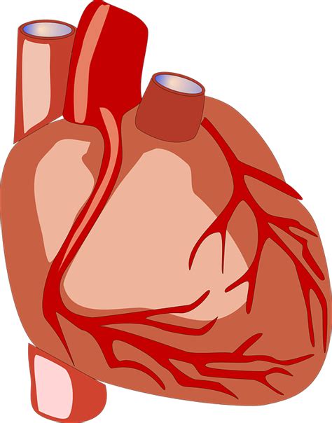 Coeur Anatomie Png - Get Images