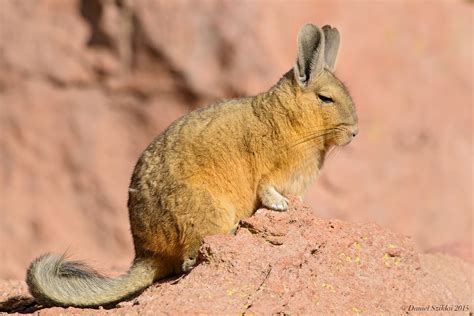 Vizcacha. Lagidium viscacia. Mountain Viscacha | Chinchilla, Unusual animals, Animal study