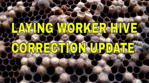 Beekeeping: Laying worker bee hive update - part 2 - YouTube