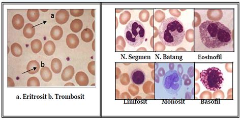Pemeriksaan Sel Leukosit Pada Sediaan Apus Darah
