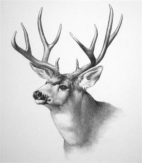 198 best images about DEER SKETCHES on Pinterest | A deer, Pencil ...