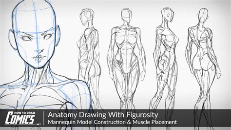 Anatomy Drawing With Figurosity | Muscle Placement