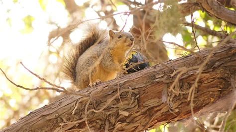 Do Squirrels Eat Bird Eggs? (How And Why They Do It)