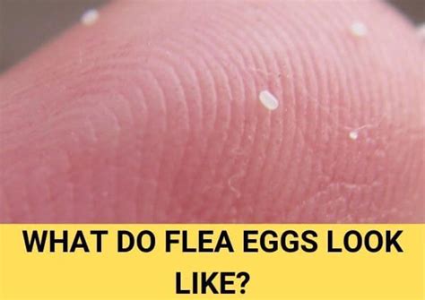 What Do Flea Eggs Look Like? | Fleas, Flea bomb, Flea shampoo