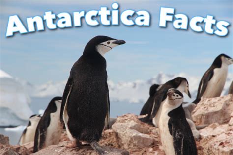 Antarctica Facts For Kids, With Pictures, Information & Video