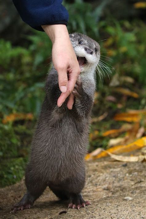 Can You Believe It?! I've Caught a Human! — The Daily Otter | Otters, Cute creatures, Cute ...