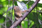 Pygmy Marmoset Facts, Baby, Habitat, Diet, Adaptations, Pictures