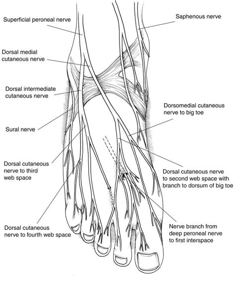 Diagram of The Foot | Diagram Site | Foot anatomy, Nerve anatomy, Human foot