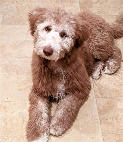 Husky Poodle Mix (HuskyDoodle): Owner's Guide