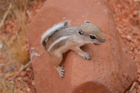 White-Tailed Antelope Squirrel - Facts, Diet, Habitat & Pictures on Animalia.bio