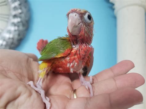 Green Cheeks Conures - Birds For Sale - TampaLovebirds birds for sale