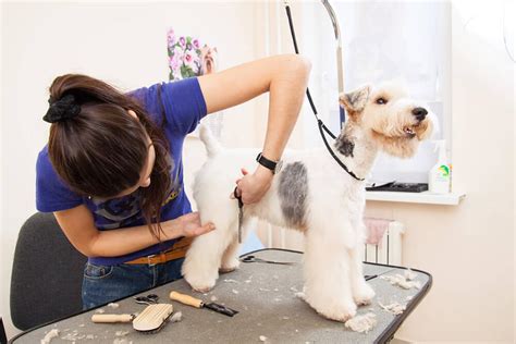 Grooming Profits • Which Pet Business is the Best - Pet Grooming, Pet Sitting, Pet Daycare, or ...
