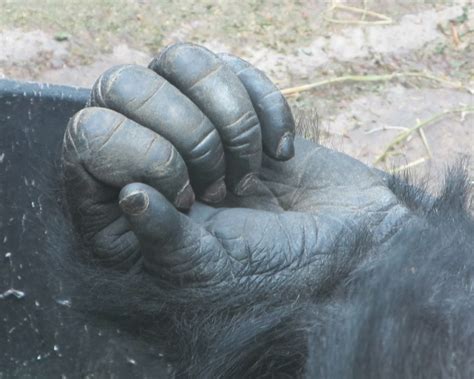 Gorilla Hand Free Stock Photo - Public Domain Pictures