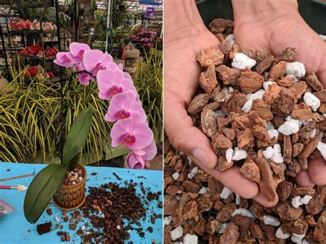 Common Orchid Growing Mediums | Orchid soil, Orchid potting mix, Growing orchids