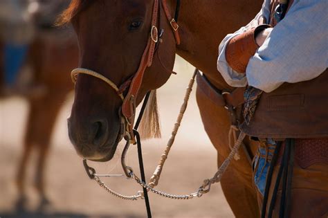 Western FAQ: What Exactly Is a Bridle Horse? - Horse Rookie