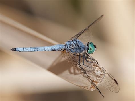 Blue Dasher Dragonfly Male And Female