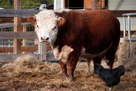 Miniature Herefords - Picalily Farm