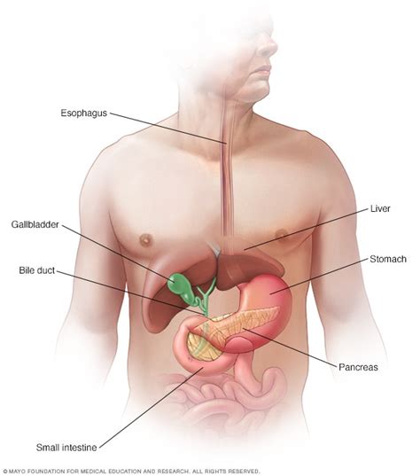 Human Pancreas Diagram