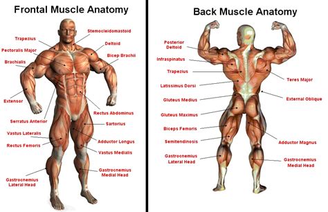 Health Therapy: Major Muscle Groups