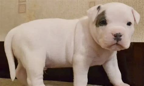 30 White Pitbull Names - The Paws