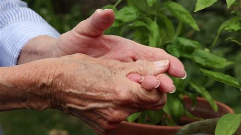 Elderly Woman is Loosening Soil and Planting Flowers. Hands in Colourful Fabric Gloves in Close ...