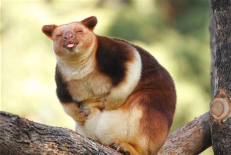 Goodfellow’s Tree Kangaroo Dendrolagus goodfellowi – Palm Oil Detectives