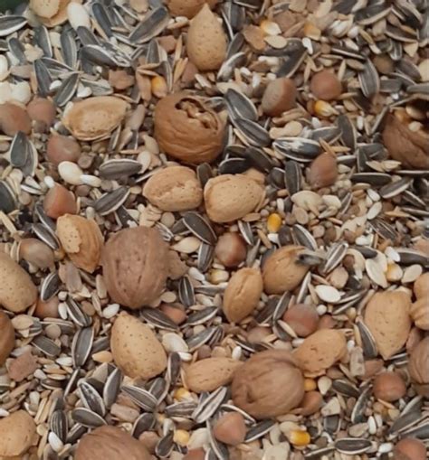 Parrot Birds Seeds Mix at Rs 190/kg | Bird Seed in Chennai | ID: 21938748412