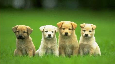 Cute Dogs And Puppies Wallpapers - Wallpaper Cave