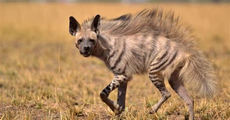 Striped Hyena Baby