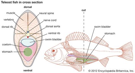 Swim bladder | Definition, Structure, Function, & Facts | Britannica