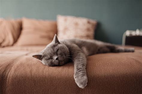 What Your Cat's Sleeping Position Reveals About Their Health and Personality - Cat Officiel