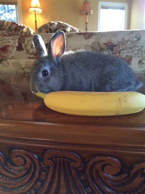 17 Adorable Animals Using A "Banana For Scale" - I Can Has Cheezburger?