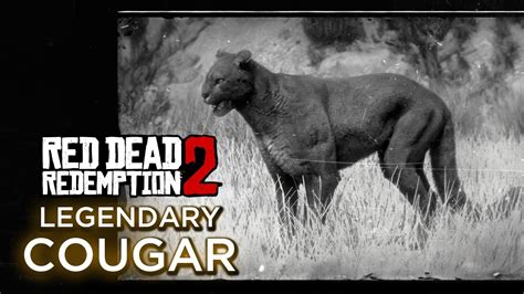 Red Dead Redemption 2 - Legendary Cougar - YouTube