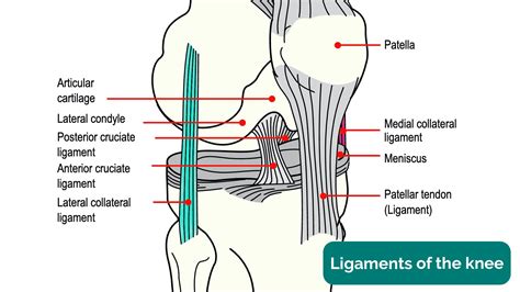 Knee Joint | Anatomy | Geeky Medics