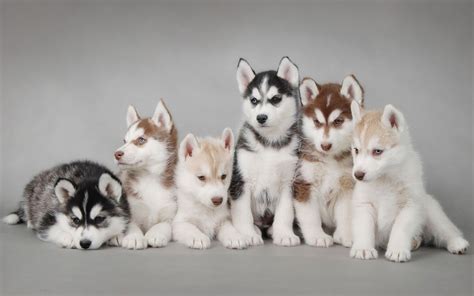 Siberian Husky Puppies | Hd Desktop Wallpaper