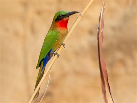 Rwanda's Albertine Rift Endemic Birds | Rwanda Birding Safaris