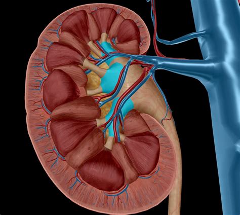 Investigating Renal Anatomy with Human Anatomy Atlas 2020