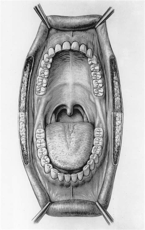 Mouth illustration-Otis Archives.jpg | Human mouth, Mouth drawing, Mouth anatomy