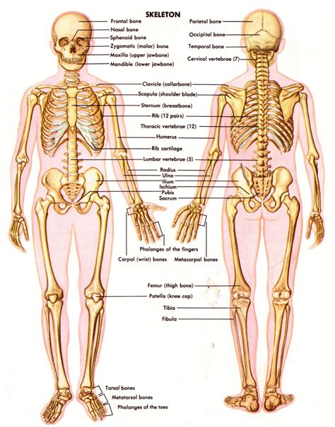 Skeletal System - Science Photo (40502715) - Fanpop