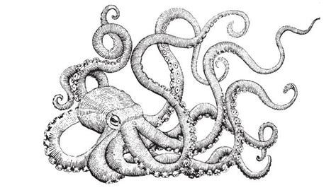black and white octopus drawing - Google Search | Artee | Pinterest ...