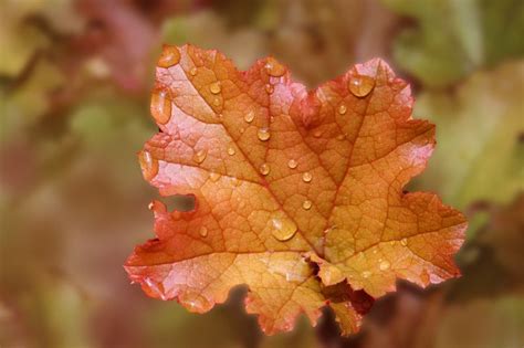 Macro nature photography of water droplets on a fall leaf. Macro ...