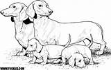 Dachshund Coloring Pages  Coloring Home sketch template