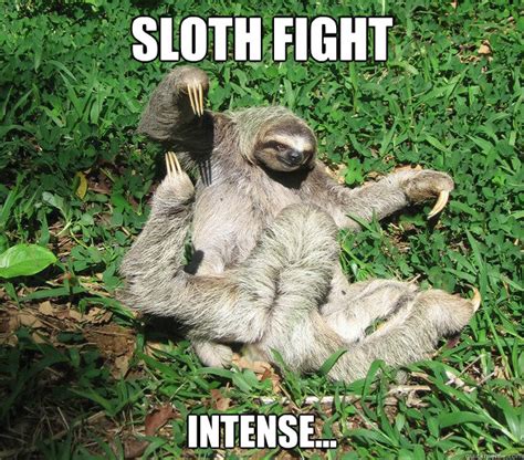 sloth fight Intense... - Sloth Fight - quickmeme